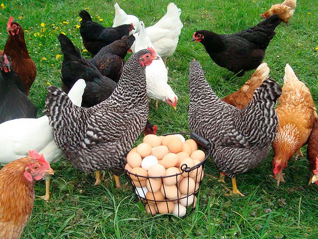 Содержание кур и уход за ними | ЗооТом - продажа, вязка и услуги для животных в Рассказово