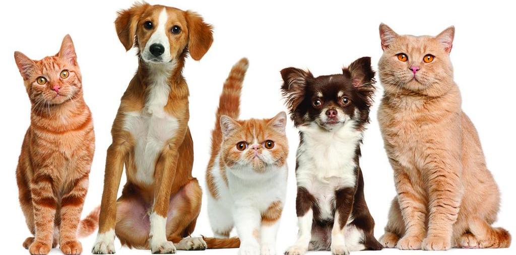 Доска объявлений о животных | ЗооТом - продажа, вязка и услуги для животных в Рассказово