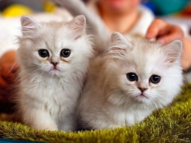 Породы кошек в Рассказово | ЗооТом портал о животных