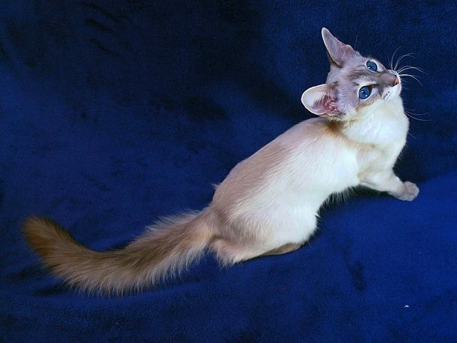 Выведенные породы кошек в Рассказово | ЗооТом портал о животных