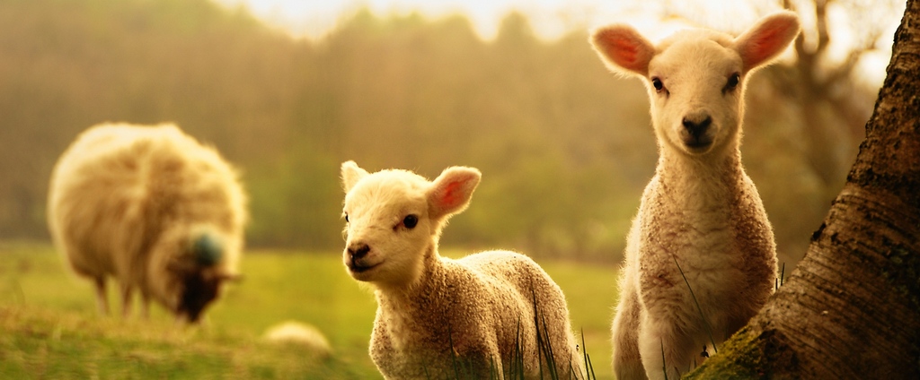 Объявления о сельскохозяйственных животных | ЗооТом - продажа, вязка и услуги для животных в Рассказово