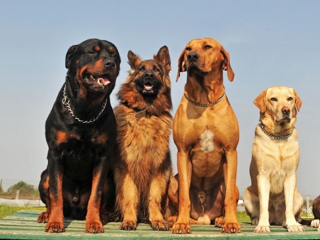 Крупные породы собак в Рассказово | ЗооТом портал о животных